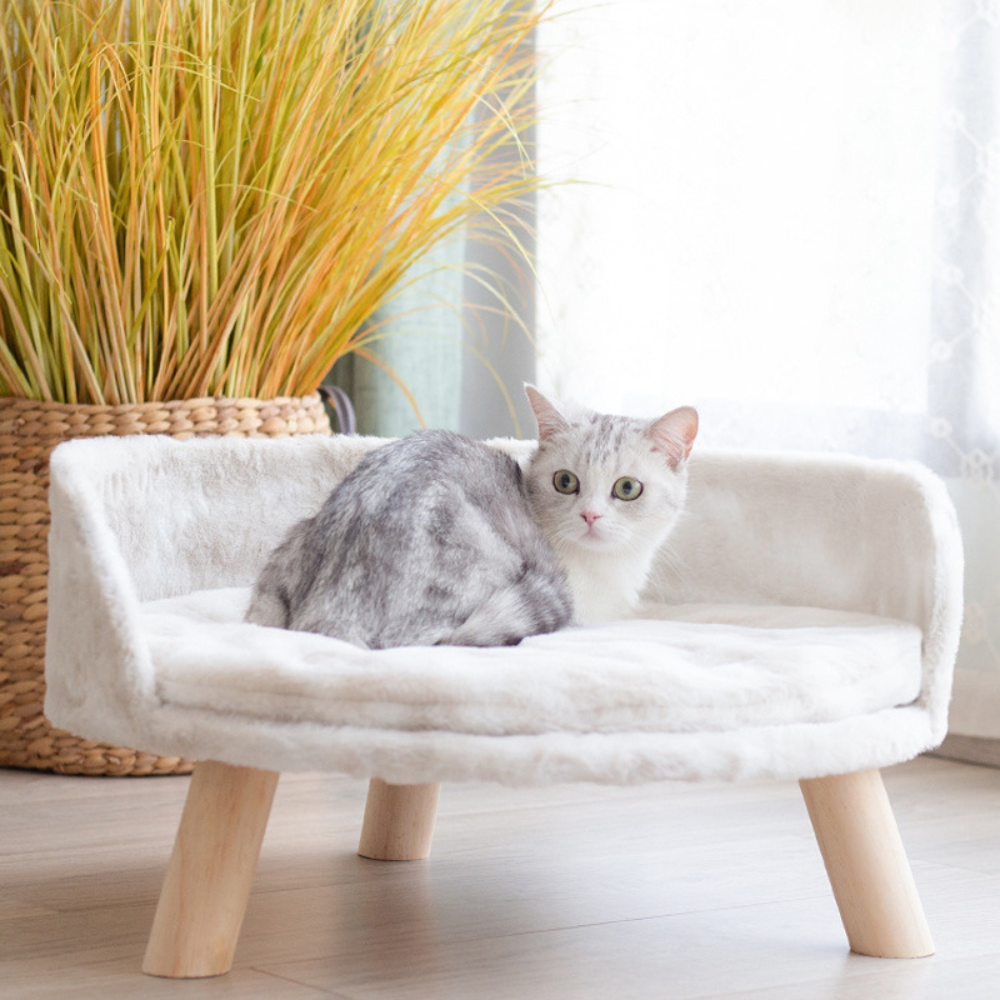 2024082309103 - Pet Centric