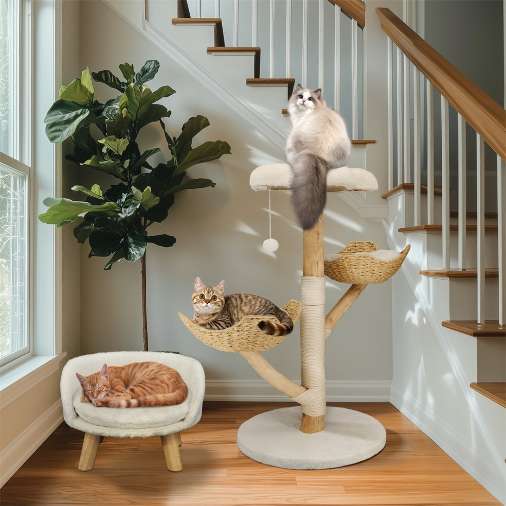 2025010702562 - Pet Centric