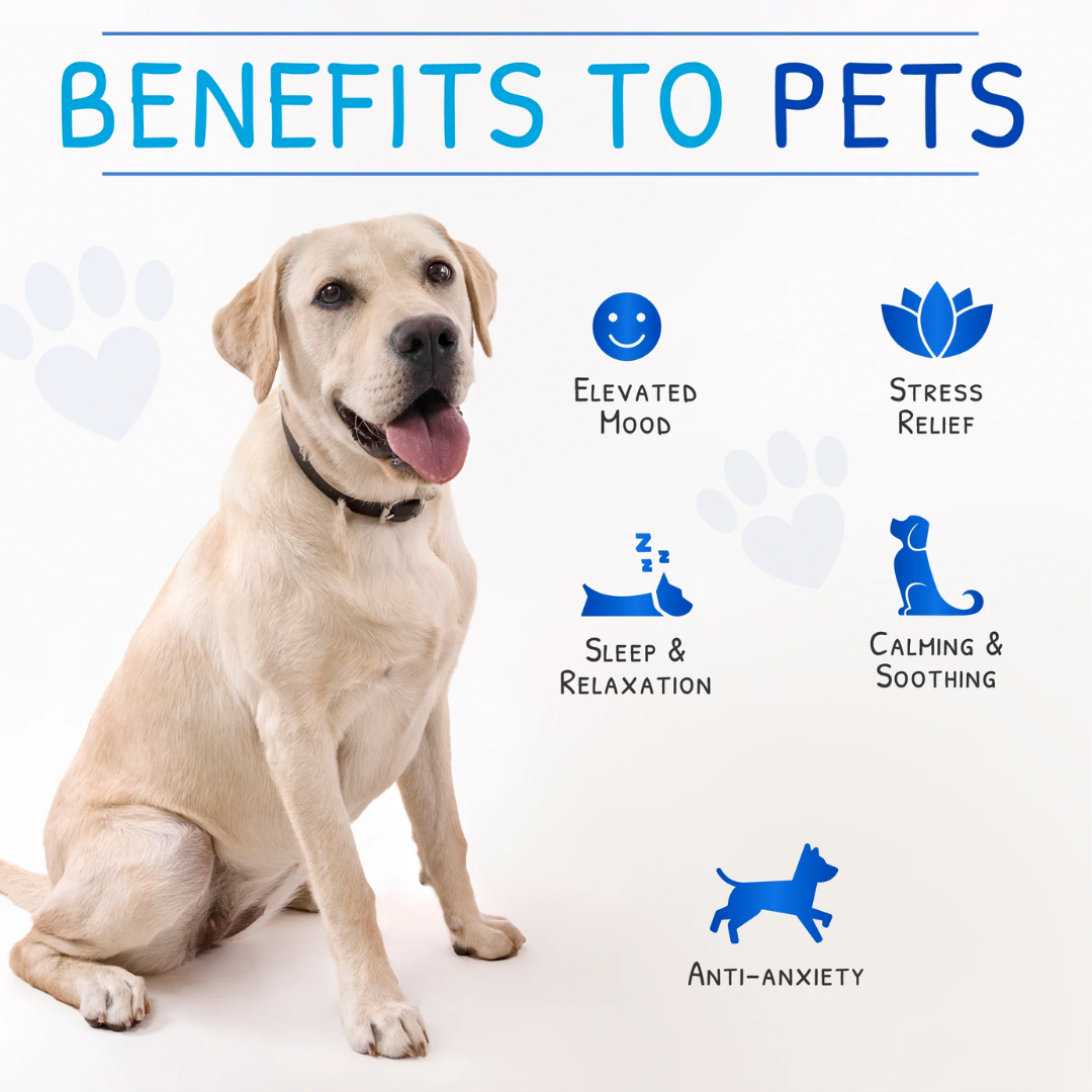 2_f8713938-fe1c-44d8-bdd8-088f57f9fa47 - Pet Centric