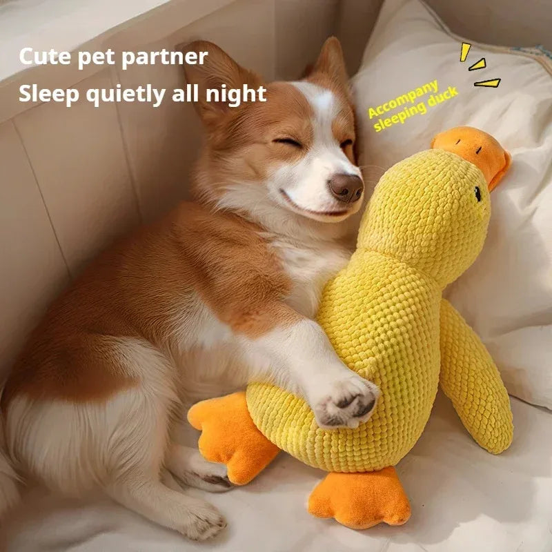 S383427200d644c0a8ff318ee389264f8u - Pet Centric