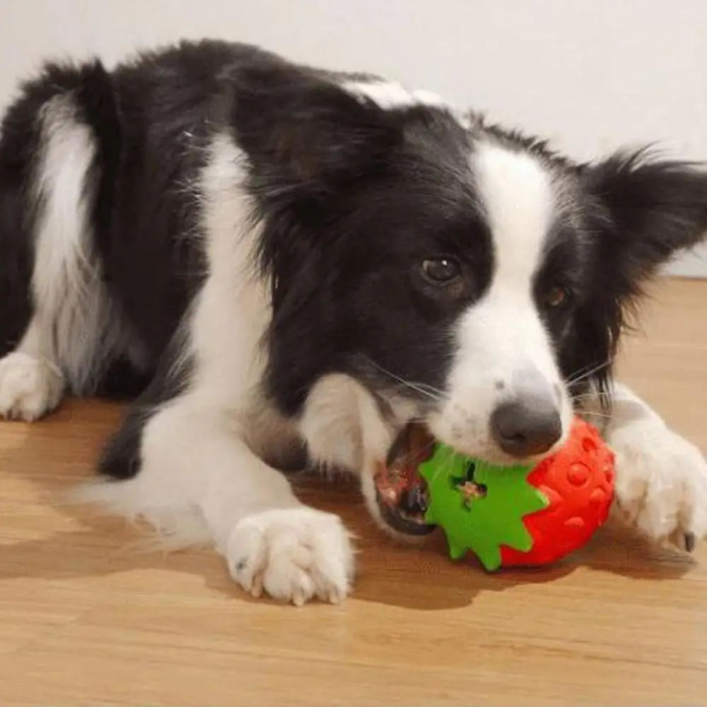 S459e5e9db1de444a9c6bc6d9f813702d8 - Pet Centric