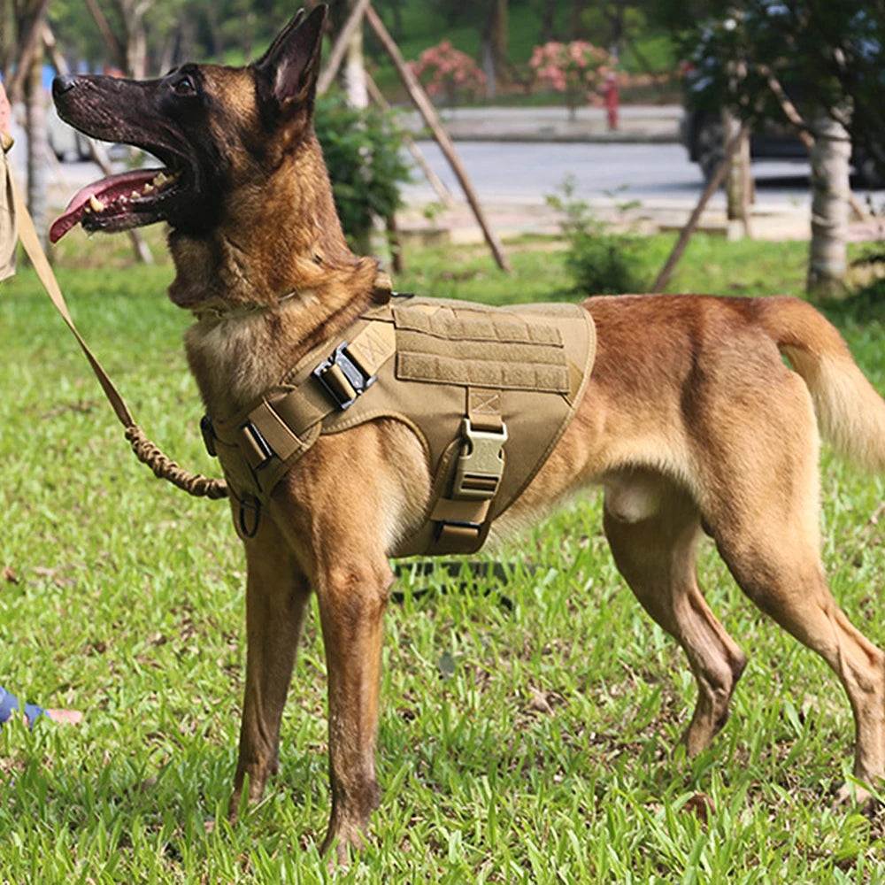 S7d76b838aa1d41e087bc2b67d7d5cf72H - Pet Centric