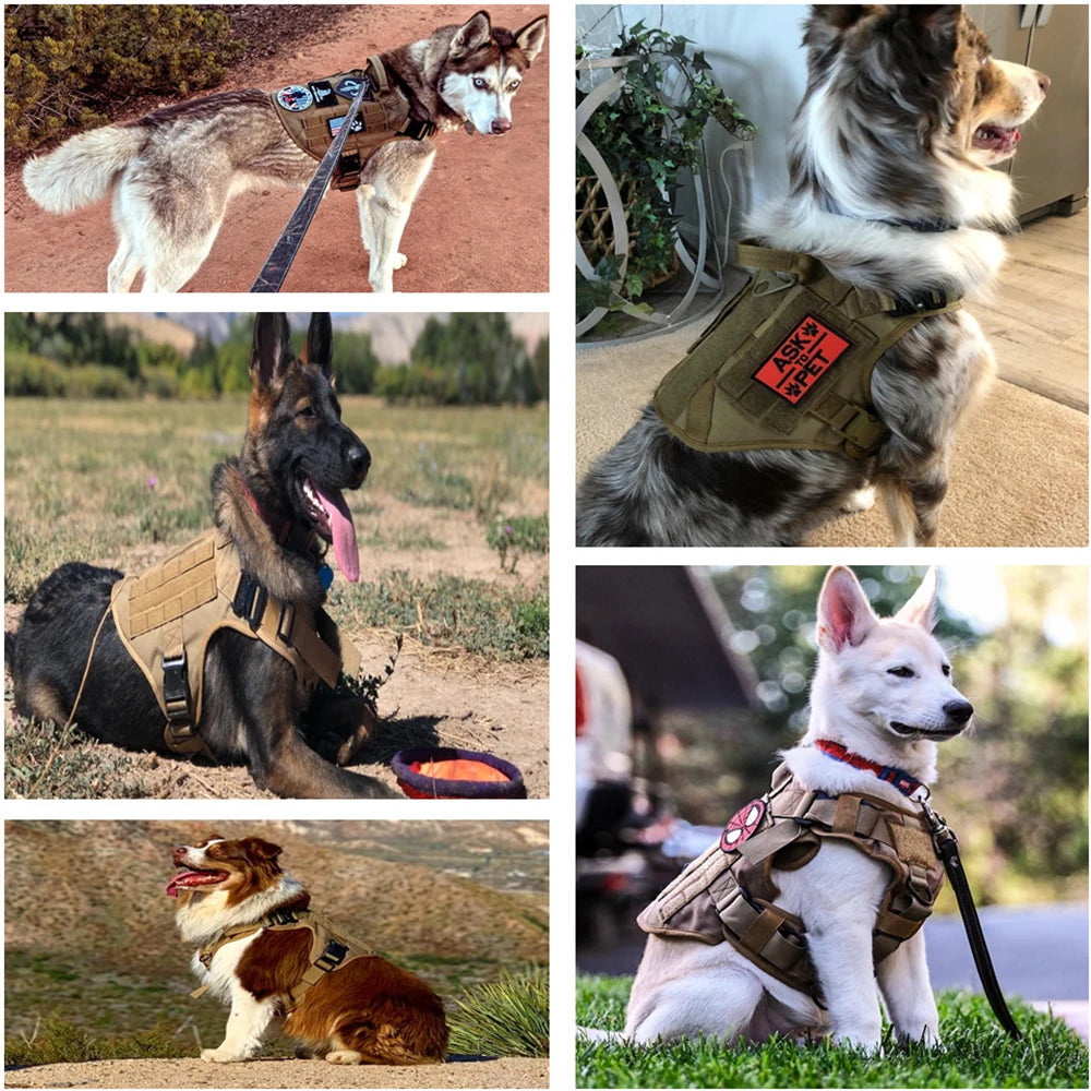 S972adc5d78944f3a87abba3e405399e2o - Pet Centric