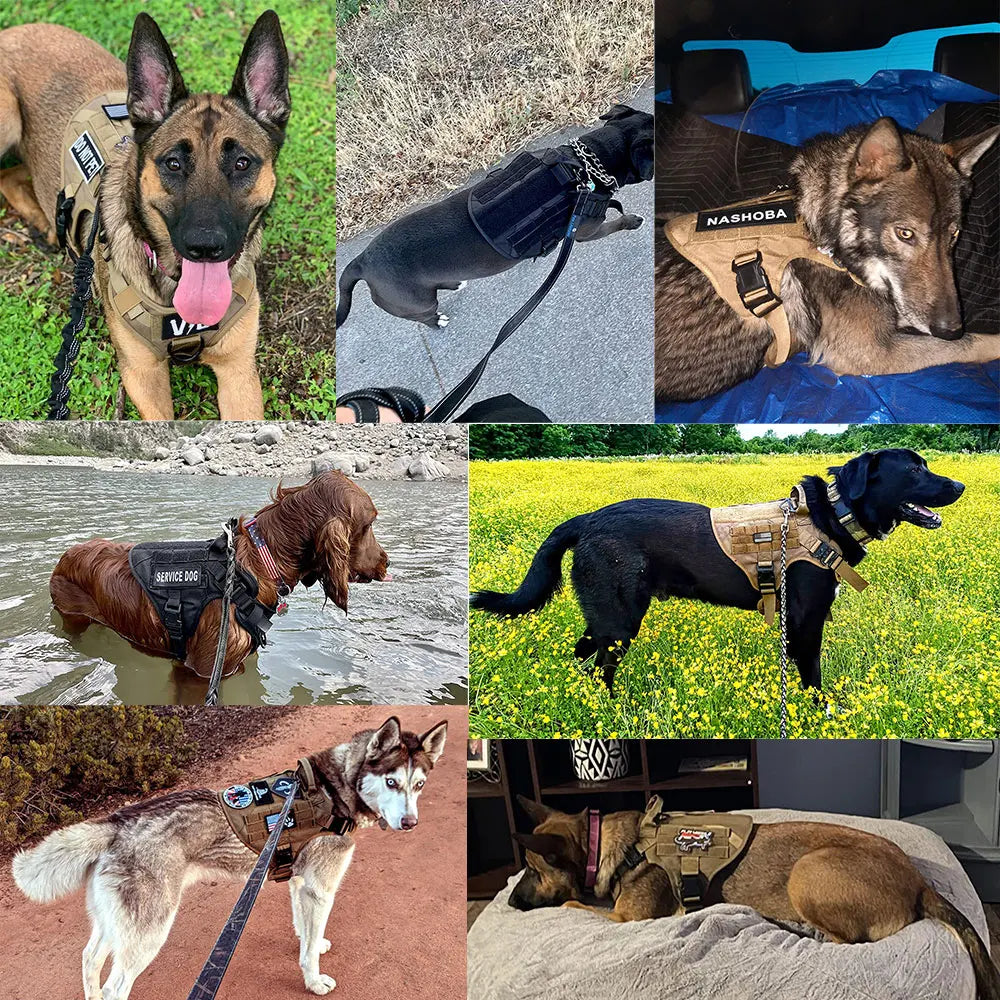 Se03359a0a6574fc89afeeec94f2a4aaaw - Pet Centric