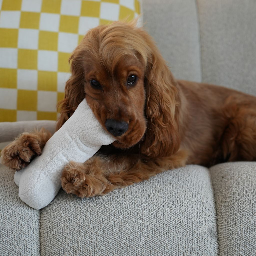 Untitled_1024_x_1024_px - Pet Centric