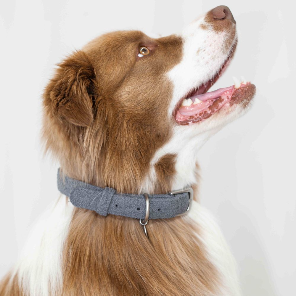 Untitled_design_23 - Pet Centric