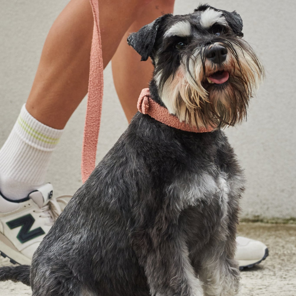 leash-cloud-976795 - Pet Centric