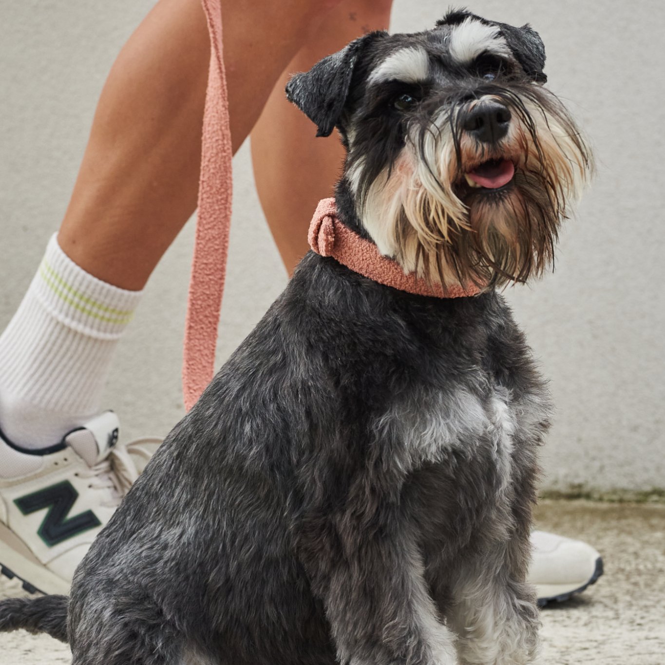 leash-cloud-976795 - Pet Centric